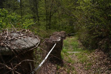 Ormanda küçük bir nehir.