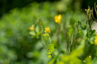 Bahçedeki sarı çiçekler
