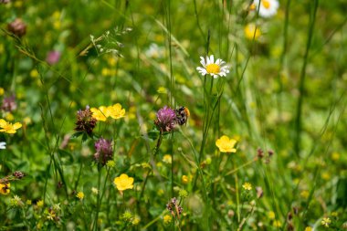 Bahçedeki güzel çiçekler
