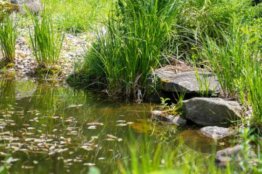 Ormandaki nehrin güzel manzarası