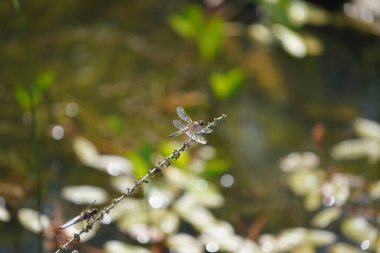 Güzel botanik fotoğrafı, doğal duvar kağıdı.