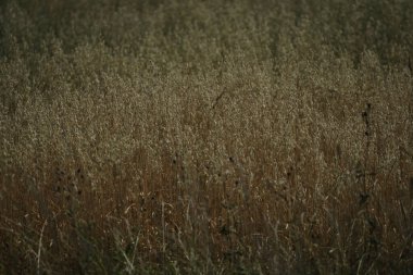 Kırsalda buğday tarlası