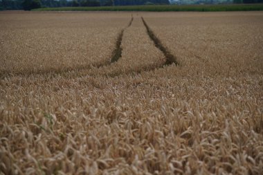 Kırsalda buğday tarlası