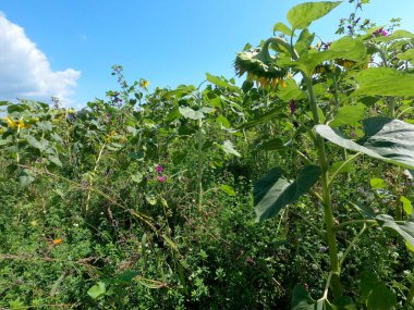 Güzel botanik fotoğrafı, doğal duvar kağıdı.