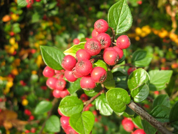 Bahçedeki bir ağacın kırmızı meyveleri