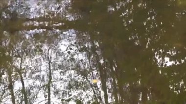 Bir derenin berrak suyunda yansıma