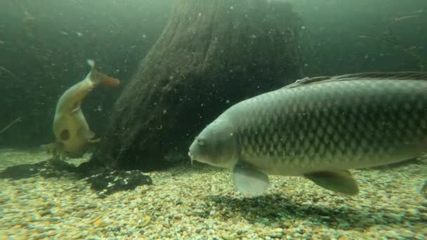Freshwater Fish Also Danube River — Stock Video