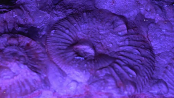 Ammonite Azul Com Água Salpicando — Vídeo de Stock