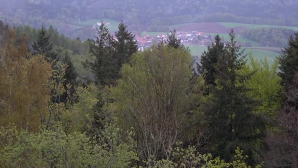 Лиственные Леса Зелеными Деревьями Баварском Лесу — стоковое видео