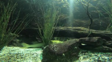 Tuna Nehri 'nde de tatlı su balıkları var.