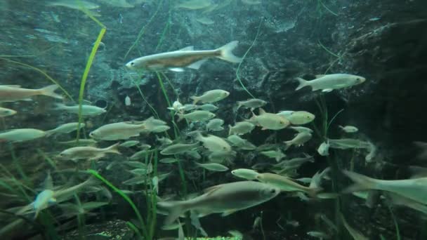 Freshwater Fish Also Danube River — Stock Video