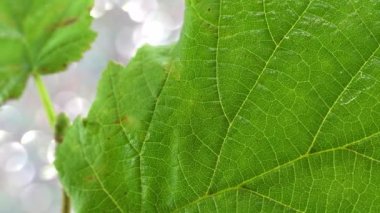 Yaprak döken bir ağacın yaprakları