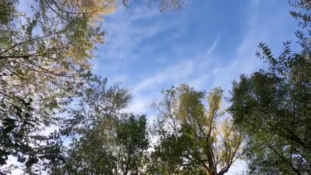 Drzewa Nad Potokiem Zielonymi Liśćmi Wiejącymi Wietrze — Wideo stockowe