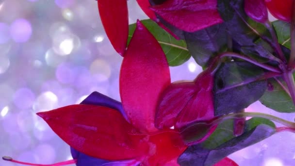 Różowy Kwiat Wazonie Ramce Obraz Pełen Sztuki — Wideo stockowe