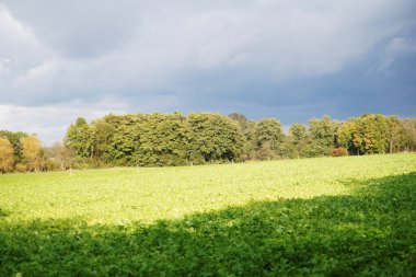 Orman bitkisinin kenarındaki çayır yemyeşil çimenler ve renkli çiçeklerle