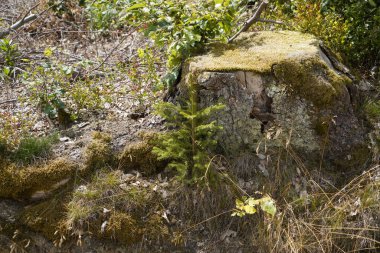 Ormandaki anlamsız açıklık yüzünden ölen ormanlar Ormandaki ağaç kütüğü