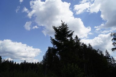 Orman, iklim değişikliği, kuraklık ve fırtınalar ve ham madde olarak ormanların tahrip edilmesi nedeniyle çöker.