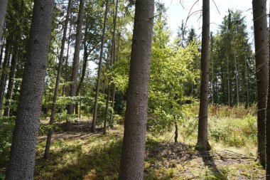 Orman, iklim değişikliği, kuraklık ve fırtınalar ve ham madde olarak ormanların tahrip edilmesi nedeniyle çöker.