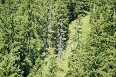 İklim krizinin yol açtığı orman gerilemesi Almanya ve Bavyera 'daki ormanları çok kötü vuruyor.