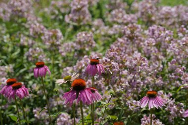 Bir sürü yeşilliği ve renkli çiçekleri olan bir çayır.