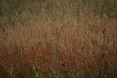 Tarlada hasat öncesi tarlada tahıl