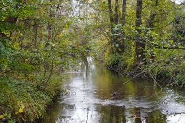 Danube nehrinde kuğu, ördek ya da karabatak gibi su kuşları