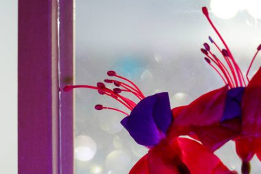 Vazoda Fuchsia çiçeği ve sanat eserleriyle dolu çerçevede