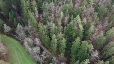 Bavyera 'daki ormanın havadan çekilmiş fotoğrafı. Yoğun iğneli ağaçlar ve açık yeşil bir gras gibi.
