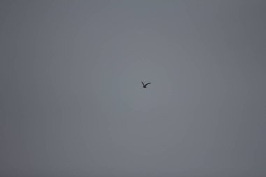 Bavyera 'da bol karlı kış her yıl tekrar güzeldir.