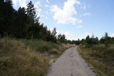 Orman, iklim değişikliği, kuraklık ve fırtınalar ve ham madde olarak ormanların tahrip edilmesi nedeniyle çöker.