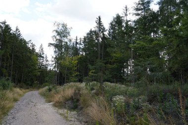 Orman, iklim değişikliği, kuraklık ve fırtınalar ve ham madde olarak ormanların tahrip edilmesi nedeniyle çöker.