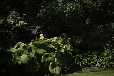 Bir sürü yeşilliği ve renkli çiçekleri olan bir çayır.