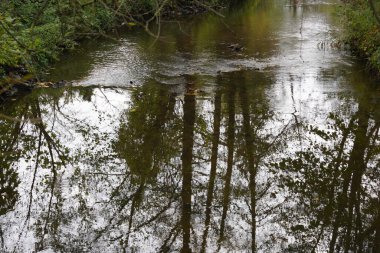 Danube nehrinde kuğu, ördek ya da karabatak gibi su kuşları