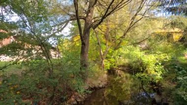 Rüzgarda savrulan yeşil yapraklı derenin yanındaki ağaçlar