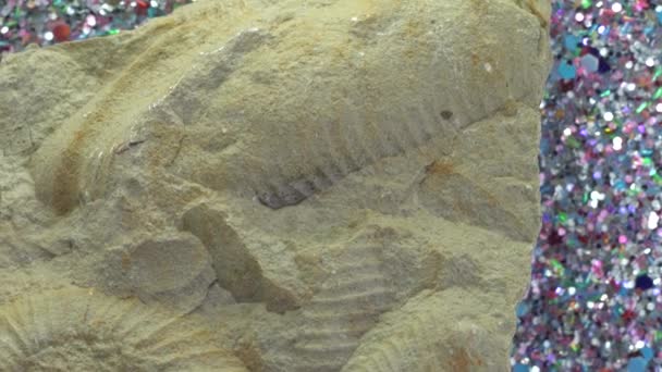 Αμμώνιο Είναι Ένα Απολιθωμένο Καλαμάρι — Αρχείο Βίντεο