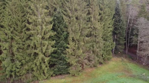 Fotografie Aeriană Pădurii Din Bavaria Ace Dense Curățări Gras Verde — Videoclip de stoc