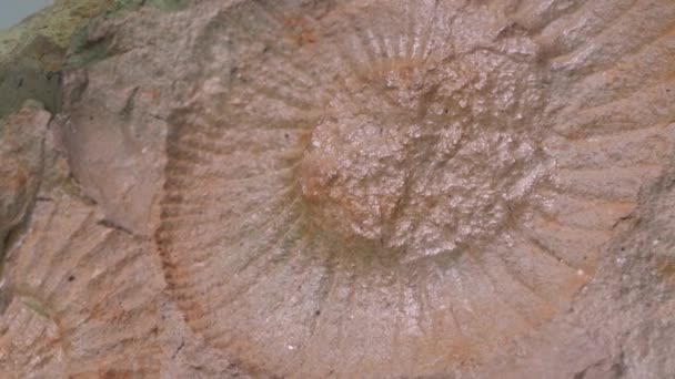 Ammonit Zkamenělá Oliheň — Stock video
