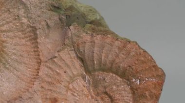ammonite fossil in studio