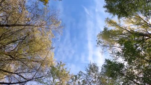 Δέντρα Δίπλα Στο Ρυάκι Πράσινο Φύλλωμα Που Φυσάει Στον Άνεμο — Αρχείο Βίντεο