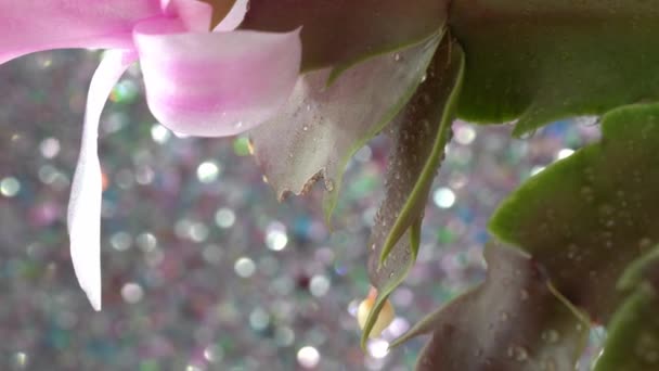 Schlumbergera Λεπτομερώς Ροζ Άνθη Πλήρη Άνθιση — Αρχείο Βίντεο