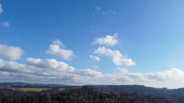 Forest in lush green with healthy conifers in winter