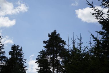 Orman, iklim değişikliği, kuraklık ve fırtınalar ve ham madde olarak ormanların tahrip edilmesi nedeniyle çöker.