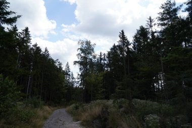 Orman, iklim değişikliği, kuraklık ve fırtınalar ve ham madde olarak ormanların tahrip edilmesi nedeniyle çöker.