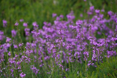 Bir sürü yeşilliği ve renkli çiçekleri olan bir çayır.