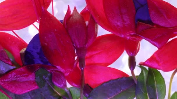 花瓶や絵枠にピンクの花を咲かせます — ストック動画