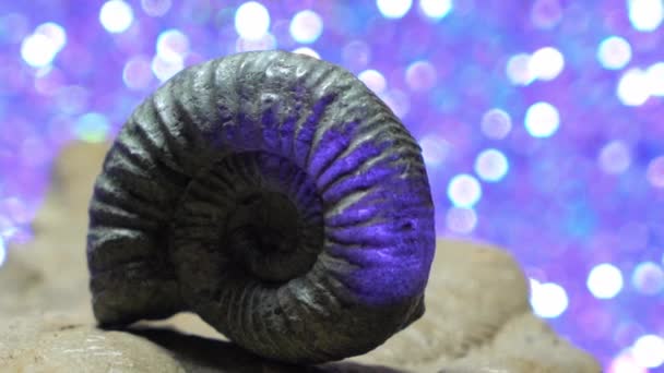 Ammonite Fossilized Squid Blue Back — Stock Video