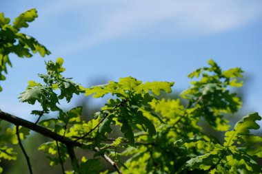 green leaves of a tree against the blue sky, spring background and Colorful background.