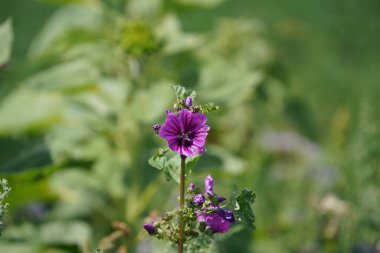 Tarlada hasat öncesi tarlada tahıl