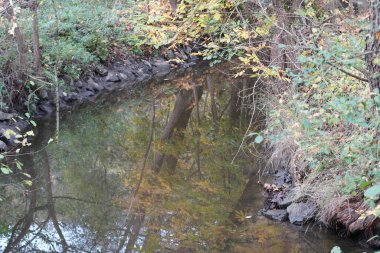 Danube nehrinde kuğu, ördek ya da karabatak gibi su kuşları
