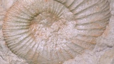 ammonite fossil in studio